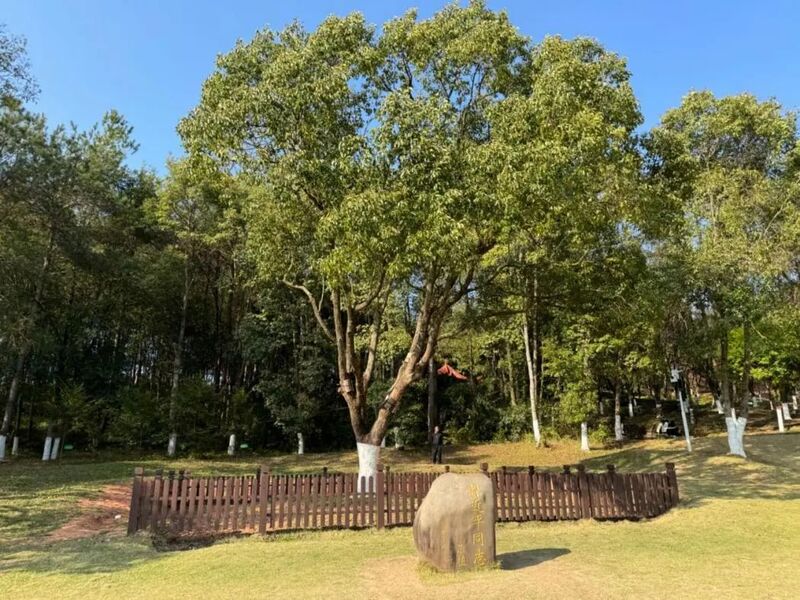 習近平同志為福建省長汀縣水土保持科教園捐種的香樟樹。圖源：學習時報